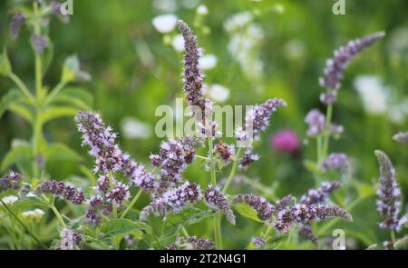 Im Sommer wächst in freier Wildbahn die langblättrige Minze (Mentha longifolia) Stockfoto