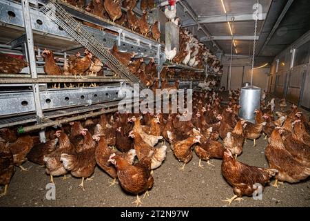 MOBILER Hühnerstall von innen mit vielen braunen Legehennen, landwirtschaftliches Symbolfoto. Besuch bei einem Direktvermarkter von frischen Hühnereiern. Die Hühner werden teilweise in einem Hühnermobil aber auch in einem großräumig umgebauten Freilandstall gehalten und haben tagsüber viel Auslauf auf umliegenden Weideflächen. Einblick gibt es auch in den mobilen Hühnerstall und der Verpackung der frisch gelegten Eier per Handarbeit. Raum Minden-Lübbecke NRW Deutschland *** mobiler Hühnerstall von innen mit vielen braunen Legehennen, landwirtschaftliches Symbol Fotobesuch bei einem Direktvermarkter von Stockfoto
