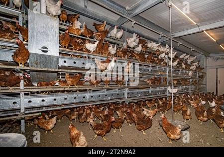 MOBILER Hühnerstall von innen mit vielen braunen Legehennen, landwirtschaftliches Symbolfoto. Besuch bei einem Direktvermarkter von frischen Hühnereiern. Die Hühner werden teilweise in einem Hühnermobil aber auch in einem großräumig umgebauten Freilandstall gehalten und haben tagsüber viel Auslauf auf umliegenden Weideflächen. Einblick gibt es auch in den mobilen Hühnerstall und der Verpackung der frisch gelegten Eier per Handarbeit. Raum Minden-Lübbecke NRW Deutschland *** mobiler Hühnerstall von innen mit vielen braunen Legehennen, landwirtschaftliches Symbol Fotobesuch bei einem Direktvermarkter von Stockfoto