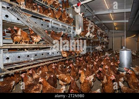 MOBILER Hühnerstall von innen mit vielen braunen Legehennen, landwirtschaftliches Symbolfoto. Besuch bei einem Direktvermarkter von frischen Hühnereiern. Die Hühner werden teilweise in einem Hühnermobil aber auch in einem großräumig umgebauten Freilandstall gehalten und haben tagsüber viel Auslauf auf umliegenden Weideflächen. Einblick gibt es auch in den mobilen Hühnerstall und der Verpackung der frisch gelegten Eier per Handarbeit. Raum Minden-Lübbecke NRW Deutschland *** mobiler Hühnerstall von innen mit vielen braunen Legehennen, landwirtschaftliches Symbol Fotobesuch bei einem Direktvermarkter von Stockfoto