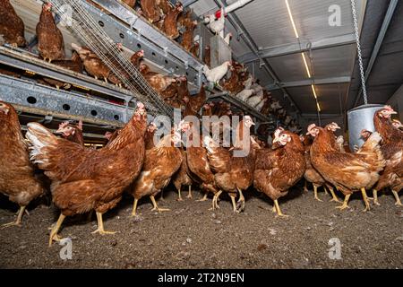 MOBILER Hühnerstall von innen mit vielen braunen Legehennen, landwirtschaftliches Symbolfoto. Besuch bei einem Direktvermarkter von frischen Hühnereiern. Die Hühner werden teilweise in einem Hühnermobil aber auch in einem großräumig umgebauten Freilandstall gehalten und haben tagsüber viel Auslauf auf umliegenden Weideflächen. Einblick gibt es auch in den mobilen Hühnerstall und der Verpackung der frisch gelegten Eier per Handarbeit. Raum Minden-Lübbecke NRW Deutschland *** mobiler Hühnerstall von innen mit vielen braunen Legehennen, landwirtschaftliches Symbol Fotobesuch bei einem Direktvermarkter von Stockfoto