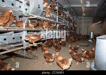 MOBILER Hühnerstall von innen mit vielen braunen Legehennen, landwirtschaftliches Symbolfoto. Besuch bei einem Direktvermarkter von frischen Hühnereiern. Die Hühner werden teilweise in einem Hühnermobil aber auch in einem großräumig umgebauten Freilandstall gehalten und haben tagsüber viel Auslauf auf umliegenden Weideflächen. Einblick gibt es auch in den mobilen Hühnerstall und der Verpackung der frisch gelegten Eier per Handarbeit. Raum Minden-Lübbecke NRW Deutschland *** mobiler Hühnerstall von innen mit vielen braunen Legehennen, landwirtschaftliches Symbol Fotobesuch bei einem Direktvermarkter von Stockfoto