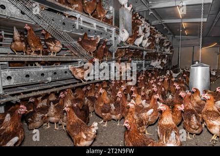 MOBILER Hühnerstall von innen mit vielen braunen Legehennen, landwirtschaftliches Symbolfoto. Besuch bei einem Direktvermarkter von frischen Hühnereiern. Die Hühner werden teilweise in einem Hühnermobil aber auch in einem großräumig umgebauten Freilandstall gehalten und haben tagsüber viel Auslauf auf umliegenden Weideflächen. Einblick gibt es auch in den mobilen Hühnerstall und der Verpackung der frisch gelegten Eier per Handarbeit. Raum Minden-Lübbecke NRW Deutschland *** mobiler Hühnerstall von innen mit vielen braunen Legehennen, landwirtschaftliches Symbol Fotobesuch bei einem Direktvermarkter von Stockfoto