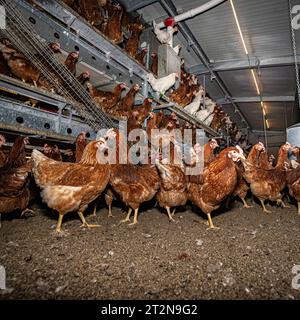 MOBILER Hühnerstall von innen mit vielen braunen Legehennen, landwirtschaftliches Symbolfoto. Besuch bei einem Direktvermarkter von frischen Hühnereiern. Die Hühner werden teilweise in einem Hühnermobil aber auch in einem großräumig umgebauten Freilandstall gehalten und haben tagsüber viel Auslauf auf umliegenden Weideflächen. Einblick gibt es auch in den mobilen Hühnerstall und der Verpackung der frisch gelegten Eier per Handarbeit. Raum Minden-Lübbecke NRW Deutschland *** mobiler Hühnerstall von innen mit vielen braunen Legehennen, landwirtschaftliches Symbol Fotobesuch bei einem Direktvermarkter von Stockfoto