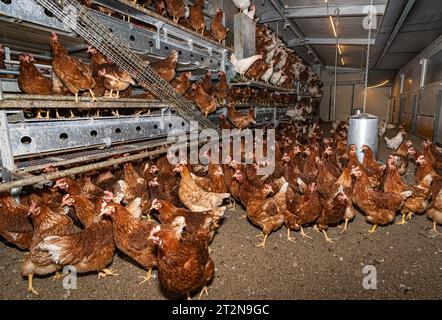 MOBILER Hühnerstall von innen mit vielen braunen Legehennen, landwirtschaftliches Symbolfoto. Besuch bei einem Direktvermarkter von frischen Hühnereiern. Die Hühner werden teilweise in einem Hühnermobil aber auch in einem großräumig umgebauten Freilandstall gehalten und haben tagsüber viel Auslauf auf umliegenden Weideflächen. Einblick gibt es auch in den mobilen Hühnerstall und der Verpackung der frisch gelegten Eier per Handarbeit. Raum Minden-Lübbecke NRW Deutschland *** mobiler Hühnerstall von innen mit vielen braunen Legehennen, landwirtschaftliches Symbol Fotobesuch bei einem Direktvermarkter von Stockfoto