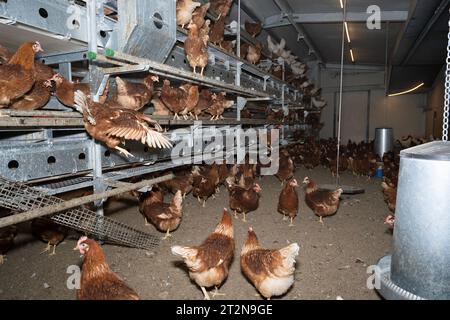 MOBILER Hühnerstall von innen mit vielen braunen Legehennen, landwirtschaftliches Symbolfoto. Besuch bei einem Direktvermarkter von frischen Hühnereiern. Die Hühner werden teilweise in einem Hühnermobil aber auch in einem großräumig umgebauten Freilandstall gehalten und haben tagsüber viel Auslauf auf umliegenden Weideflächen. Einblick gibt es auch in den mobilen Hühnerstall und der Verpackung der frisch gelegten Eier per Handarbeit. Raum Minden-Lübbecke NRW Deutschland *** mobiler Hühnerstall von innen mit vielen braunen Legehennen, landwirtschaftliches Symbol Fotobesuch bei einem Direktvermarkter von Stockfoto