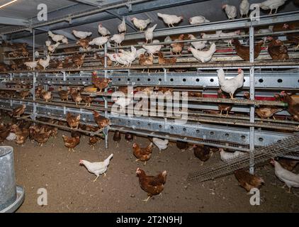 MOBILER Hühnerstall von innen mit vielen braunen Legehennen, landwirtschaftliches Symbolfoto. Besuch bei einem Direktvermarkter von frischen Hühnereiern. Die Hühner werden teilweise in einem Hühnermobil aber auch in einem großräumig umgebauten Freilandstall gehalten und haben tagsüber viel Auslauf auf umliegenden Weideflächen. Einblick gibt es auch in den mobilen Hühnerstall und der Verpackung der frisch gelegten Eier per Handarbeit. Raum Minden-Lübbecke NRW Deutschland *** mobiler Hühnerstall von innen mit vielen braunen Legehennen, landwirtschaftliches Symbol Fotobesuch bei einem Direktvermarkter von Stockfoto