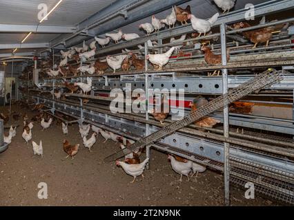 MOBILER Hühnerstall von innen mit vielen braunen Legehennen, landwirtschaftliches Symbolfoto. Besuch bei einem Direktvermarkter von frischen Hühnereiern. Die Hühner werden teilweise in einem Hühnermobil aber auch in einem großräumig umgebauten Freilandstall gehalten und haben tagsüber viel Auslauf auf umliegenden Weideflächen. Einblick gibt es auch in den mobilen Hühnerstall und der Verpackung der frisch gelegten Eier per Handarbeit. Raum Minden-Lübbecke NRW Deutschland *** mobiler Hühnerstall von innen mit vielen braunen Legehennen, landwirtschaftliches Symbol Fotobesuch bei einem Direktvermarkter von Stockfoto