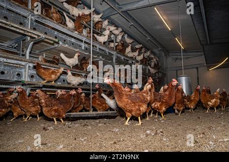 MOBILER Hühnerstall von innen mit vielen braunen Legehennen, landwirtschaftliches Symbolfoto. Besuch bei einem Direktvermarkter von frischen Hühnereiern. Die Hühner werden teilweise in einem Hühnermobil aber auch in einem großräumig umgebauten Freilandstall gehalten und haben tagsüber viel Auslauf auf umliegenden Weideflächen. Einblick gibt es auch in den mobilen Hühnerstall und der Verpackung der frisch gelegten Eier per Handarbeit. Raum Minden-Lübbecke NRW Deutschland *** mobiler Hühnerstall von innen mit vielen braunen Legehennen, landwirtschaftliches Symbol Fotobesuch bei einem Direktvermarkter von Stockfoto