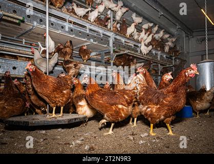 MOBILER Hühnerstall von innen mit vielen braunen Legehennen, landwirtschaftliches Symbolfoto. Besuch bei einem Direktvermarkter von frischen Hühnereiern. Die Hühner werden teilweise in einem Hühnermobil aber auch in einem großräumig umgebauten Freilandstall gehalten und haben tagsüber viel Auslauf auf umliegenden Weideflächen. Einblick gibt es auch in den mobilen Hühnerstall und der Verpackung der frisch gelegten Eier per Handarbeit. Raum Minden-Lübbecke NRW Deutschland *** mobiler Hühnerstall von innen mit vielen braunen Legehennen, landwirtschaftliches Symbol Fotobesuch bei einem Direktvermarkter von Stockfoto