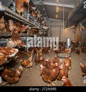 MOBILER Hühnerstall von innen mit vielen braunen Legehennen, landwirtschaftliches Symbolfoto. Besuch bei einem Direktvermarkter von frischen Hühnereiern. Die Hühner werden teilweise in einem Hühnermobil aber auch in einem großräumig umgebauten Freilandstall gehalten und haben tagsüber viel Auslauf auf umliegenden Weideflächen. Einblick gibt es auch in den mobilen Hühnerstall und der Verpackung der frisch gelegten Eier per Handarbeit. Raum Minden-Lübbecke NRW Deutschland *** mobiler Hühnerstall von innen mit vielen braunen Legehennen, landwirtschaftliches Symbol Fotobesuch bei einem Direktvermarkter von Stockfoto
