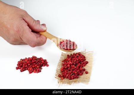 Frau Hand hält Holzlöffel mit rosafarbenen Pfefferkörnern isoliert auf weißem Hintergrund und Kopierraum Stockfoto