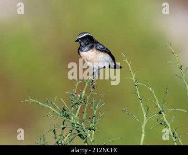 Cyprus Wheatear (Oenanthe cypriaca) oder Cyprus Pied Wheatear, Paphos, Zypern. Stockfoto