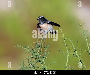 Cyprus Wheatear (Oenanthe cypriaca) oder Cyprus Pied Wheatear, Paphos, Zypern. Stockfoto