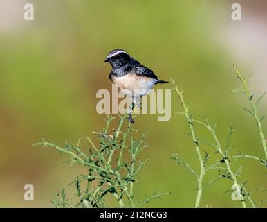 Cyprus Wheatear (Oenanthe cypriaca) oder Cyprus Pied Wheatear, Paphos, Zypern. Stockfoto