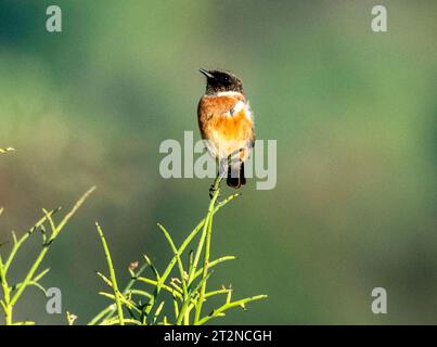 Europäische Stonechat (Saxicola rubicola) Paphos, Zypern Stockfoto