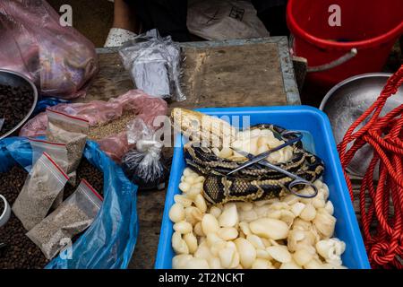 Eine Phyton-Schlange als Essen auf dem Bac Ha-Markt in Nordvietnam Stockfoto