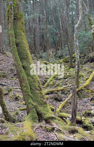 Aokigahara-Wald des Todes in Japan Stockfoto