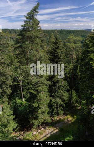 Blick auf die Bäume des Schwarzwaldes vom Baumwipfelpfad aus Stockfoto