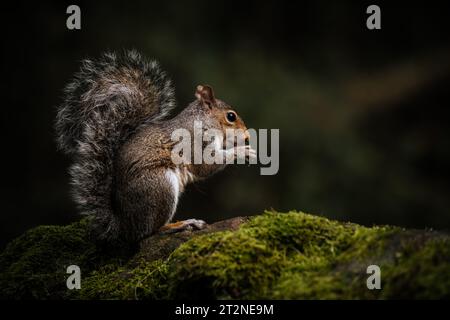 Graues Eichhörnchen, Sciurus carolinensis sitzt auf einer moosbedeckten Wand und füttert. Stockfoto