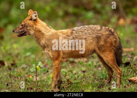 goldener Schakal oder Canis aureus Seitenprofil im natürlichen landschaftlich schönen grünen Hintergrund im Winter Morgensafari bandhavgarh Nationalpark Wald indien Stockfoto