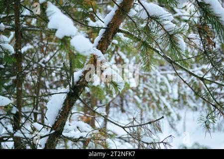 Der Stamm einer Kiefer und Äste mit grünen Nadeln unter einer Schneedecke in einem Winterwald Stockfoto