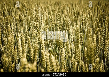 grünen Bereich der Weizen im Frühjahr Stockfoto