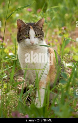 Fotos von schönen Katzen im Garten Stockfoto