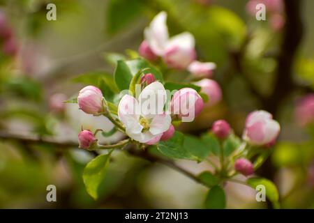 Schöne Fotos aus dem Garten mit Apfelblumen 1 Stockfoto