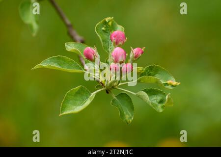 Wunderschöne Fotos aus dem Garten mit Apfelblumen 2 Stockfoto