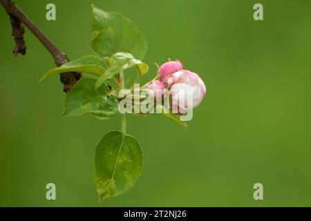 Wunderschöne Fotos aus dem Garten mit Apfelblumen 3 Stockfoto