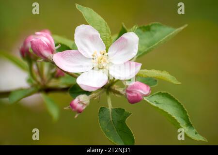 Wunderschöne Fotos aus dem Garten mit Apfelblumen 4 Stockfoto