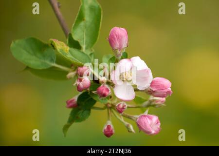 Wunderschöne Fotos aus dem Garten mit Apfelblumen 5 Stockfoto