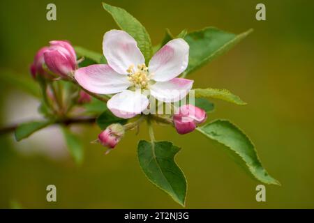 Wunderschöne Fotos aus dem Garten mit Apfelblumen 6 Stockfoto