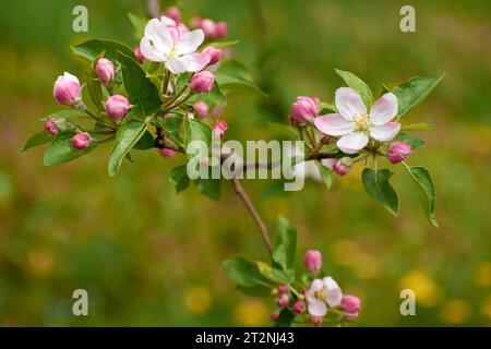Wunderschöne Fotos aus dem Garten mit Apfelblumen 7 Stockfoto