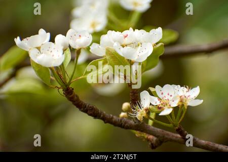 Wunderschöne Fotos vom Garten mit Birnenblüten Stockfoto
