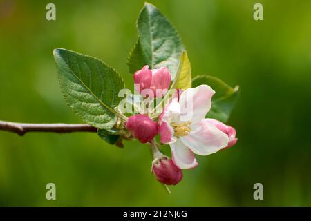 Schöne Fotos aus dem Garten mit Apfelblumen 9 Stockfoto