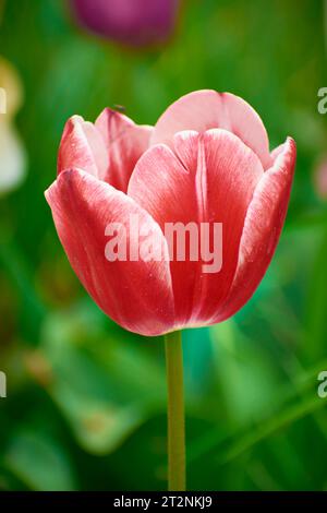 Wunderschöne Tulpen im Frühlingspark 200 Stockfoto