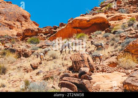 Bergziegen im Zion-Nationalpark Stockfoto