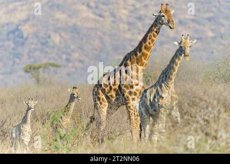 Familie wilder Giraffen im Pilanesberg Nationalpark in Südafrika. Stockfoto