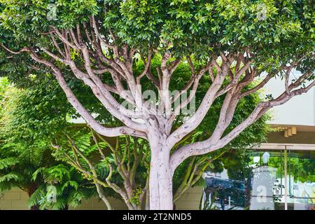 Hoher, auszweigender Platanen-Baum mit vielen sich verdrehenden Ästen Stockfoto