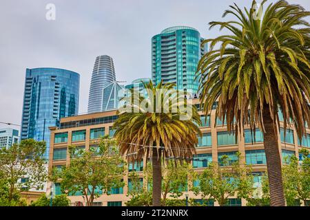 Palmen in elektrischen Leitungen für Bustransporte in San Francisco mit Wolkenkratzern Stockfoto