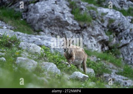 Alpensteinbock ernährt sich von der Bergwiese. Steinböcke während der Sommersaison. Steinbock im Nationalpark Triglav. Europäischer Natur. Stockfoto