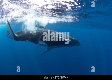 Kalb von Buckelwalen in der Nähe seiner Mutter. Schnorcheln mit den Walen. Verspielter Wal unter der Oberfläche. Meereslebewesen im Indischen Ozean. Stockfoto