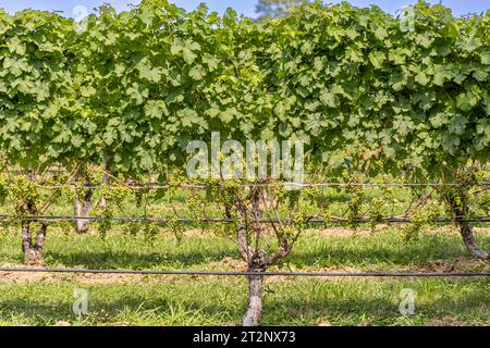 Detailbild der Weinreben auf dem Weingut Wolffer Stockfoto