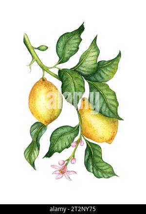 Aquarellbilder von tropischen Früchten, Blumen und grünen Blättern von gelben Zitronen. Kompositionen für Poster, Postkarten, Banner, Flyer, Cover, Stockfoto