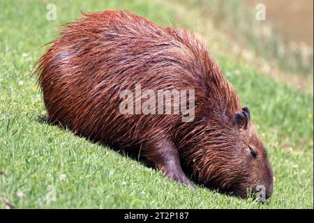 Capybara (Hydrochoerus hydrochaeris). Isoliert, schlafend auf Gras Stockfoto