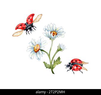 Aquarellillustration Zweig von weißen Gänseblümchen und roten Marienkäfern. Die Wiesenblumenanordnung fliegender Insekten und Kamille. Tolles Muster für die Küche, Stockfoto