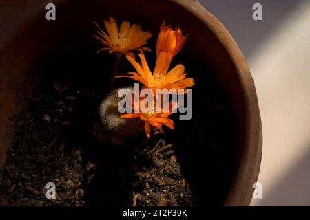 Orange Rebutia-Kaktusblüte im Topf mit Sonnenstrahl horizontal Stockfoto