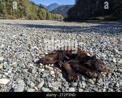 Ich habe diesen toten Bären in der Wildnis der Vancouver Islands gesehen. Es sah so aus, als hätte es sich mit einem anderen Bären um den Lachs gestritten. Stockfoto